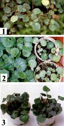 分株方法(2)走莖植物-進階班分株教室-花寶園藝大學 | iGarden花寶愛花園