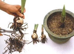 分株後管理-進階班分株教室-花寶園藝大學 | iGarden花寶愛花園